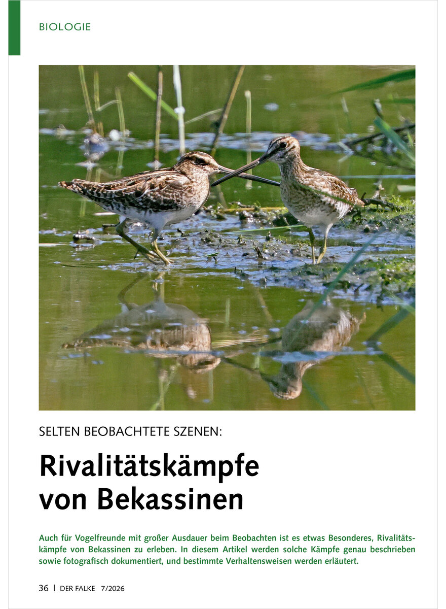 Auf diesem Bild sehen Sie das Produktbild 1 f�r SELTEN BEOBACHTETE SZENEN RIVALIT�TSK�MPFE VON BEKASSINE N