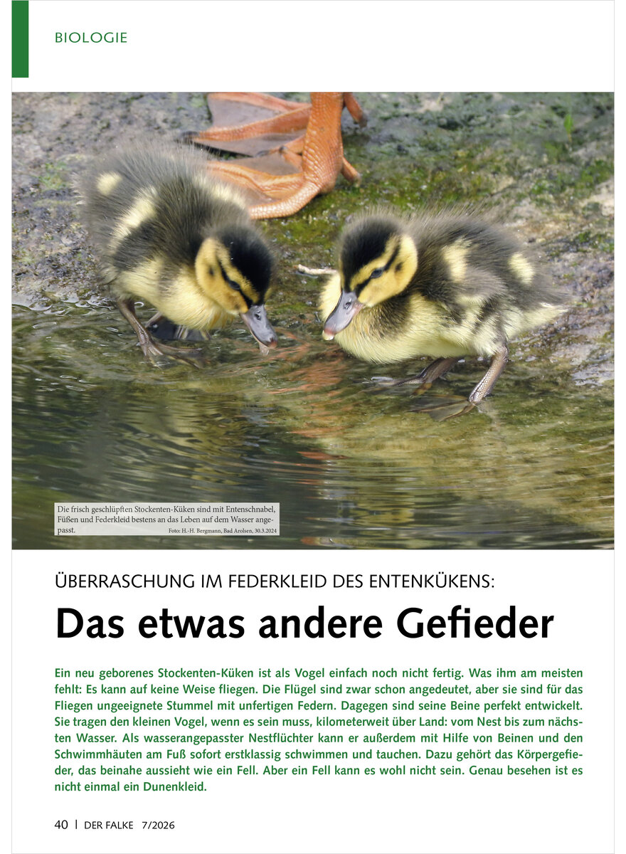 Auf diesem Bild sehen Sie das Produktbild 1 f�r �BERRASCHUNG IM FEDERKLEID DES ENTENK�KENS DAS ETWAS ANDERE GEFIEDER