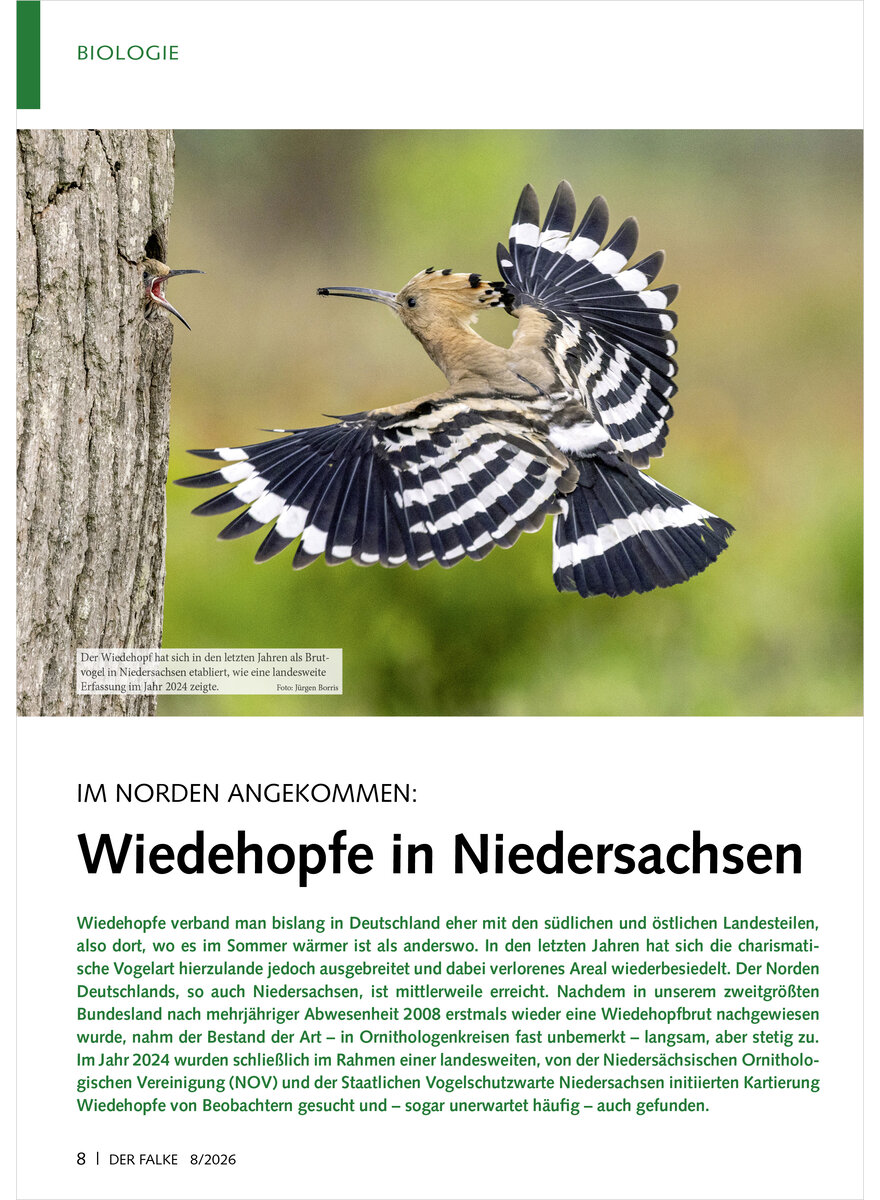 Auf diesem Bild sehen Sie das Produktbild 1 f�r IM NORDEN ANGEKOMMEN WIEDEHOPFE IN NIEDERSACHSEN