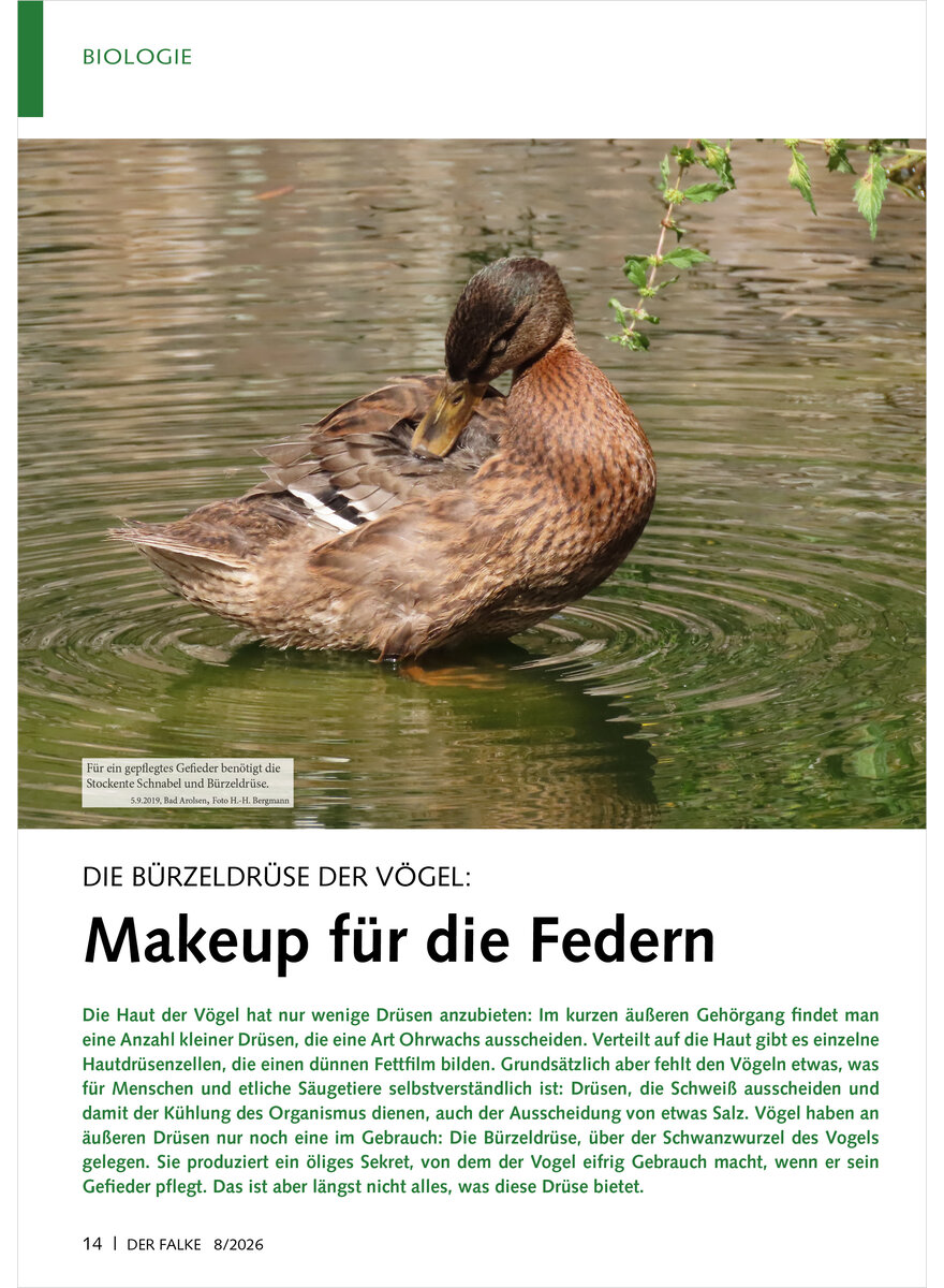 Auf diesem Bild sehen Sie das Produktbild 1 f�r DIE B�RZELDR�SE DER V�GEL MAKEUP F�R DIE FEDERN
