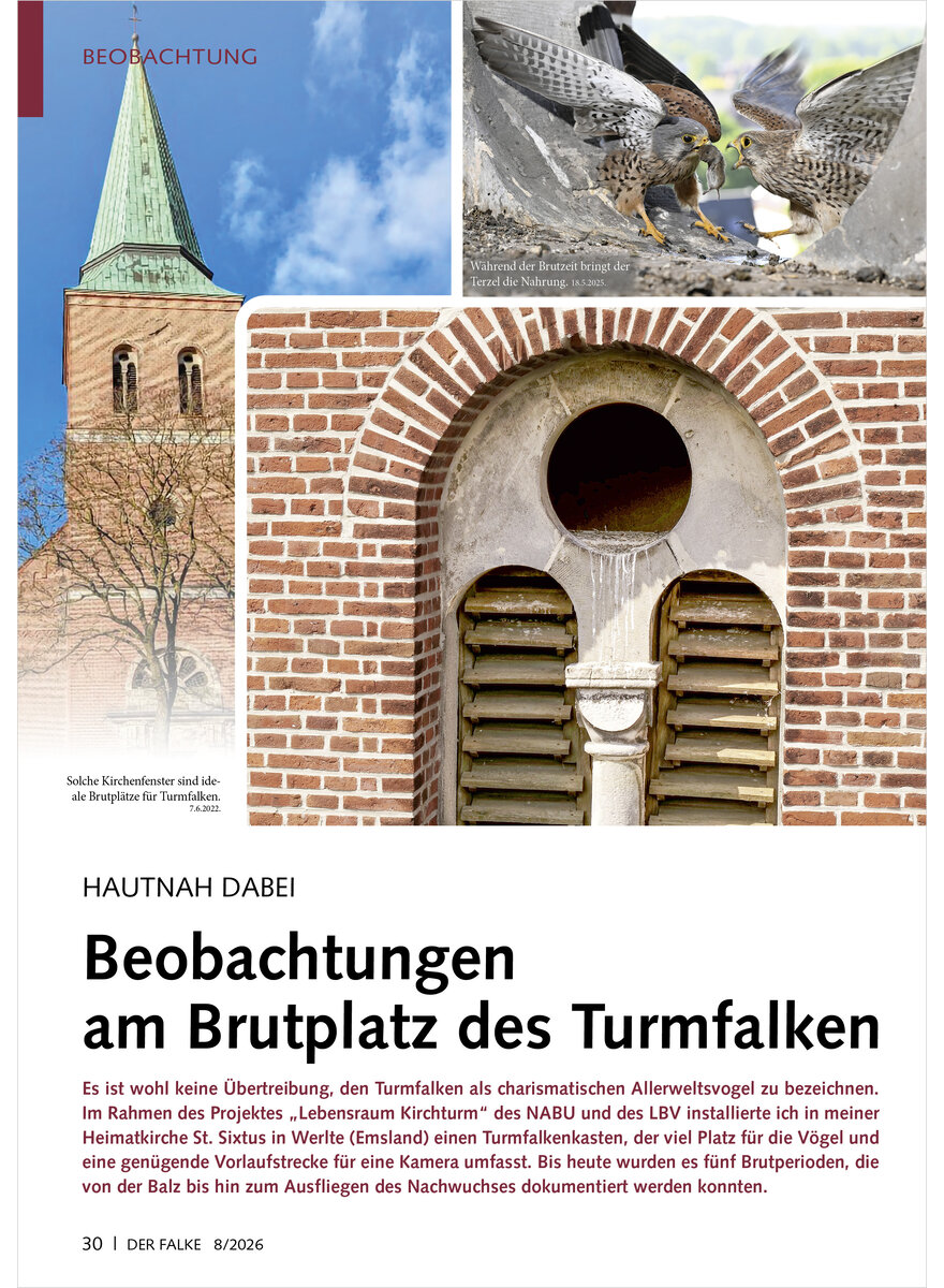 Auf diesem Bild sehen Sie das Produktbild 1 f�r HAUTNAH DABEI BEOBACHTUNGEN AM BRUTPLATZ DES TURMFALKEN