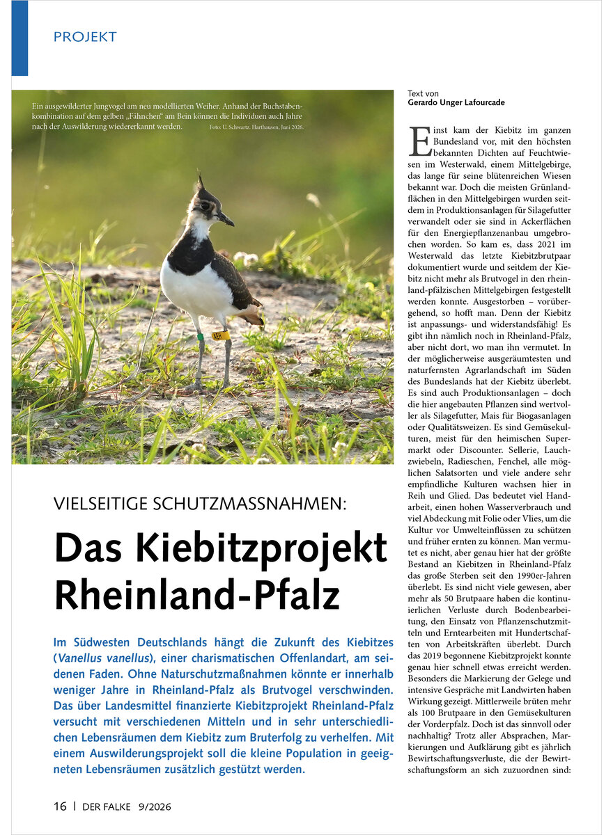 Auf diesem Bild sehen Sie das Produktbild 1 f�r VIELSEITIGE SCHUTZMASSNAHMEN DAS KIEBITZPROJEKT RHEINLAND- PFALZ