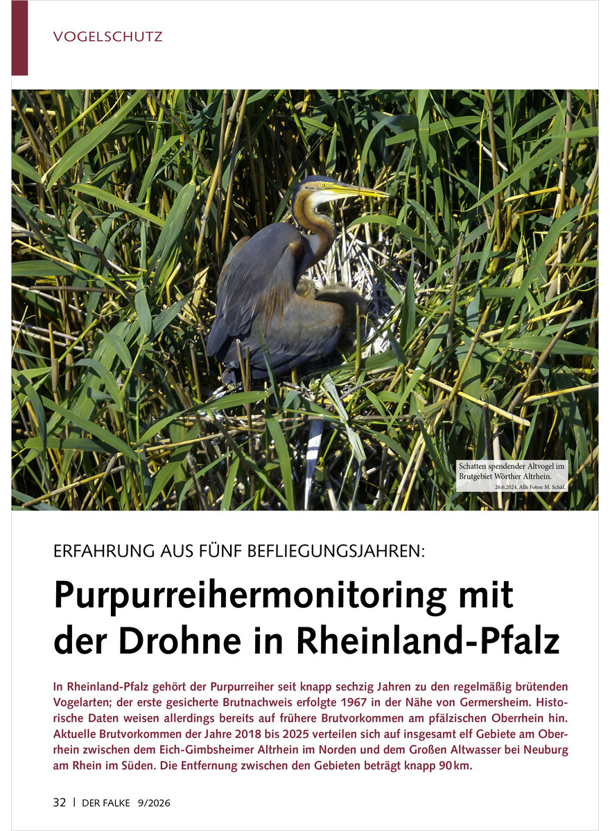 Auf diesem Bild sehen Sie das Produktbild 1 f�r ERFAHRUNG AUS F�NF BEFLIEGUNGS JAHREN PURPURREIHERMONITORING MIT DER DROHNE RHEINLAND-PFALZ