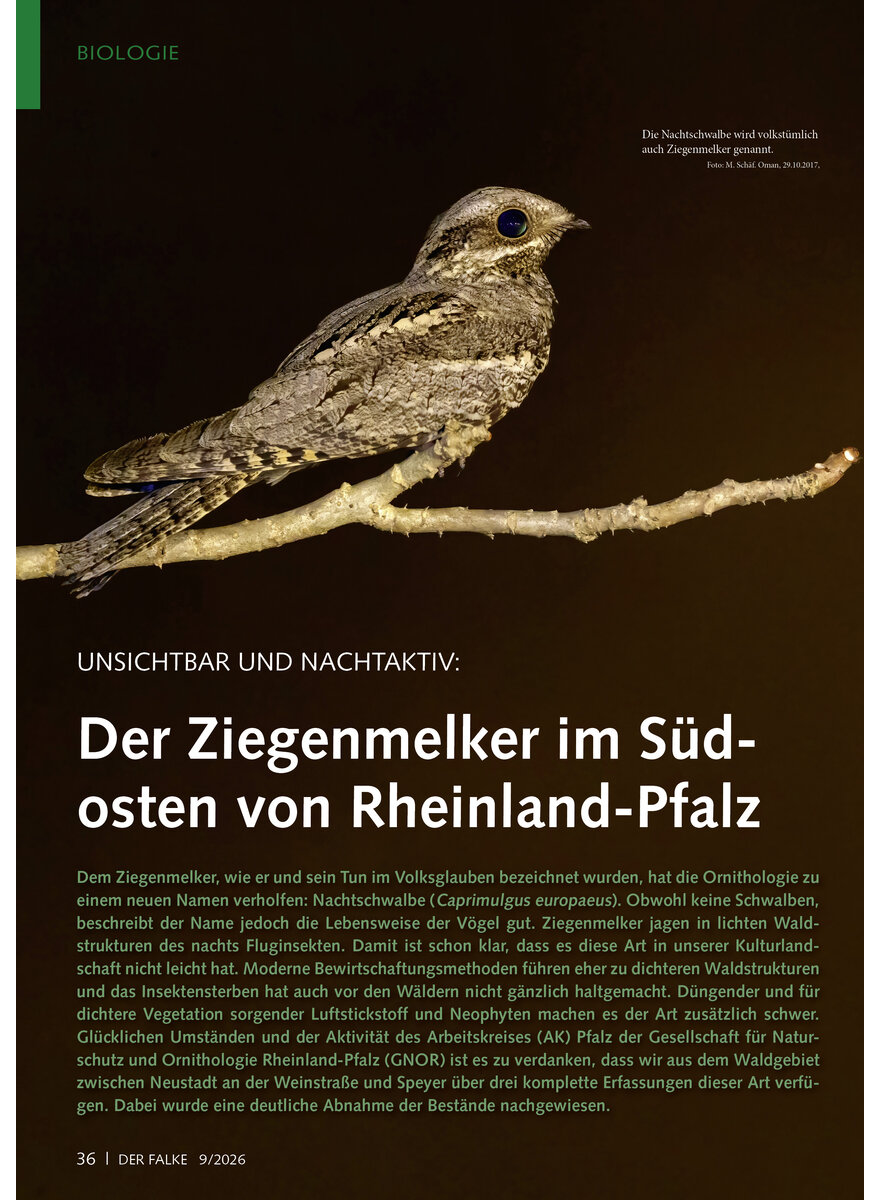 Auf diesem Bild sehen Sie das Produktbild 1 f�r UNSICHTBAR UND NACHTAKTIV DER ZIEGENMELKER IM S�DOSTEN VON RHEINLAND-PFALZ