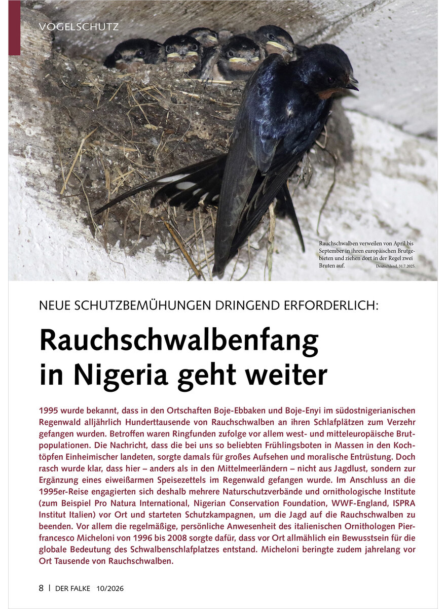 Auf diesem Bild sehen Sie das Produktbild 1 f�r NEUE SCHUTZBEM�HUNGEN DRINGEND ERFORDERLICH RAUCHSCHWALBEN FANG IN NIGERIA GEHT WEITER