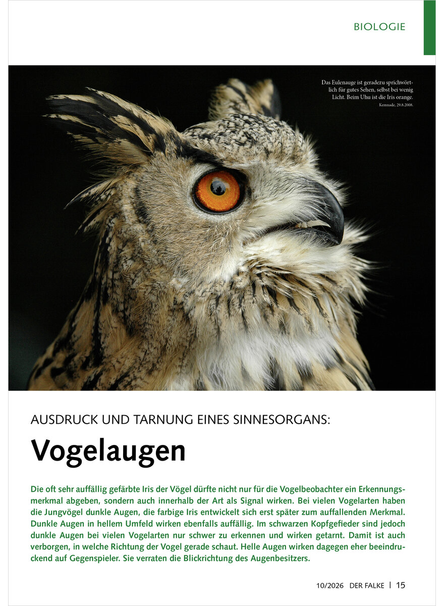 Auf diesem Bild sehen Sie das Produktbild 1 f�r AUSDRUCK UND TARNUNG EINES SINNESORGANS VOGELAUGEN