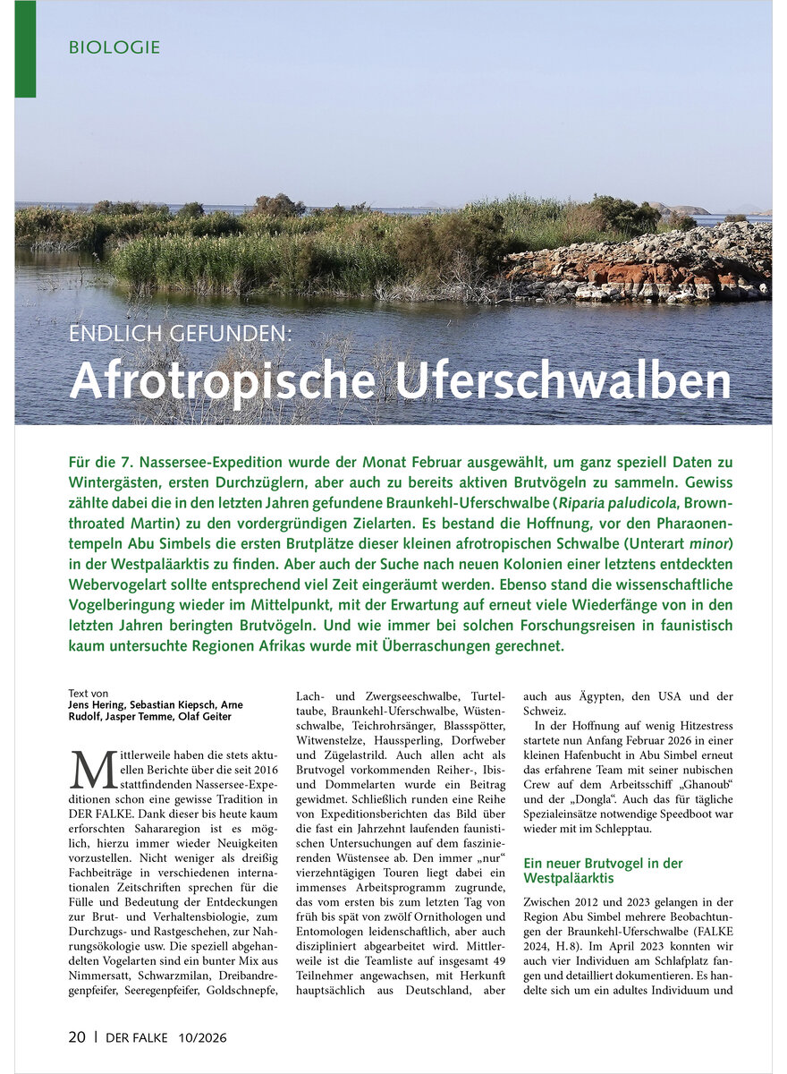 Auf diesem Bild sehen Sie das Produktbild 1 f�r ENDLICH GEFUNDEN AFROTROPISCHE UFERSCHWALBEN BR�TEN AUF DEM NASSERSEE