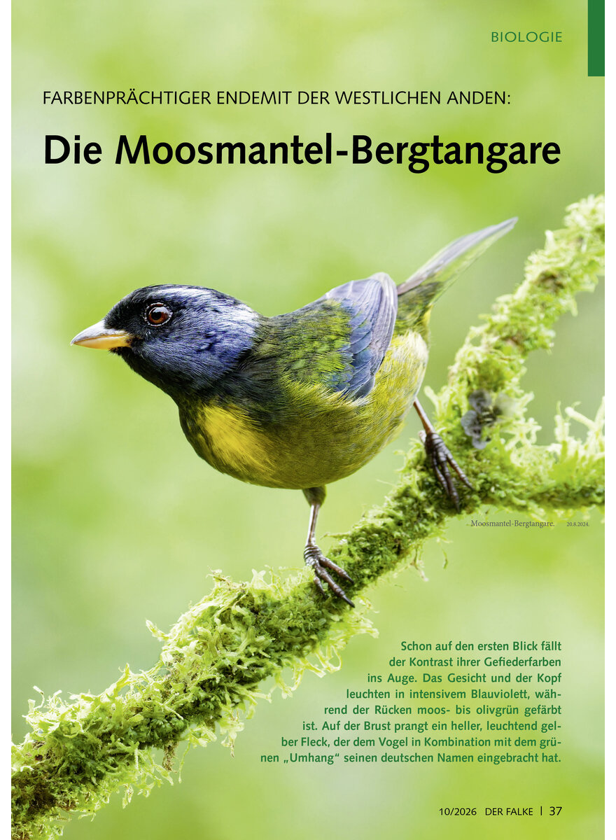 Auf diesem Bild sehen Sie das Produktbild 1 f�r FARBENPR�CHTIGER ENDEMIT DER WESTLICHEN ANDEN MOOSMANTEL- BERGTANGARE