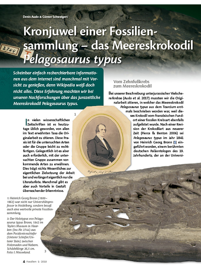 KRONJUWEL EINER FOSSILIEN- SAMMLUNG - DAS MEERES- KROKODIL PELAGOSAURUS TYPUS