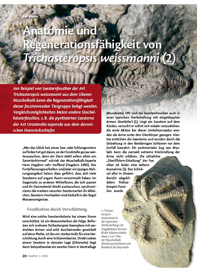 ANATOMIE UND REGENERATIONSFHIGKEIT VON TRICHASTEROPSIS WEISSMANNI (2)