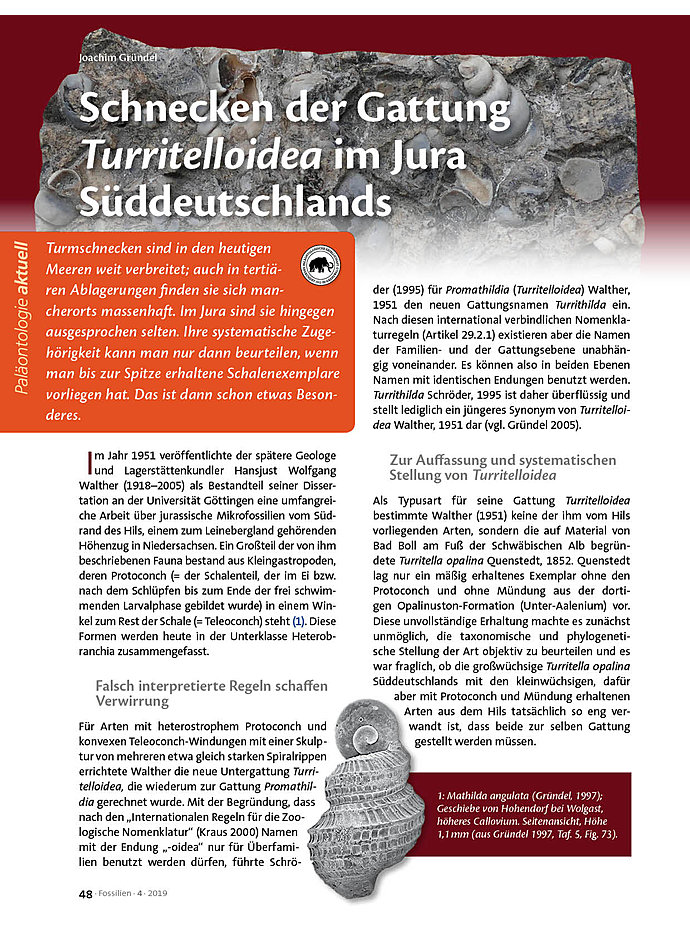 Auf diesem Bild sehen Sie das Produktbild 1 fr SCHNECKEN DER GATTUNG TURRITELLOIDEA IM JURA SDDEUTSCHLANDS