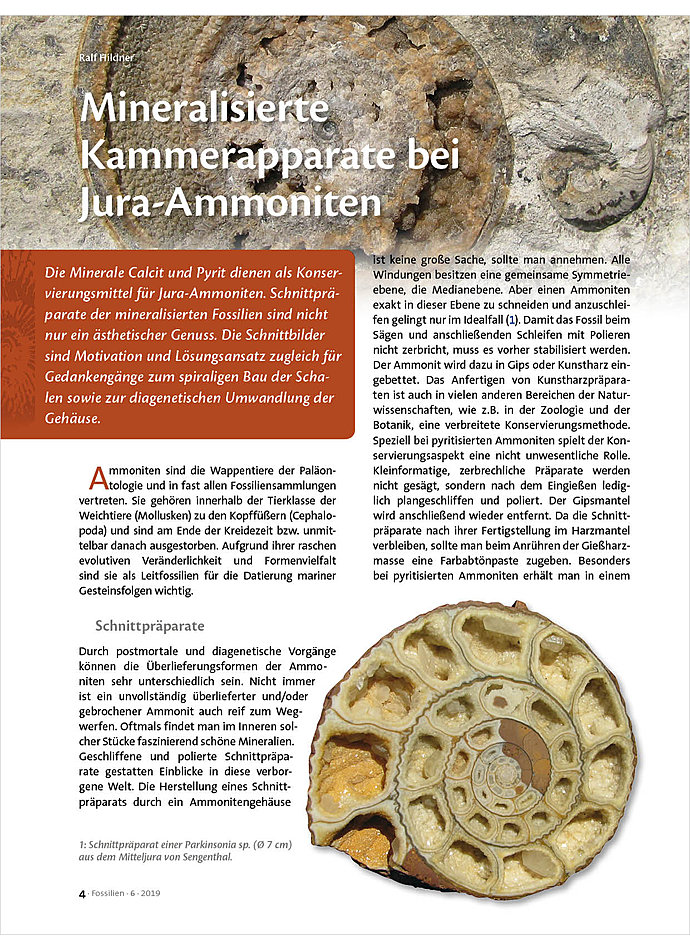 MINERALISIERTE KAMMERAPPARATE BEI JURA-AMMONITEN