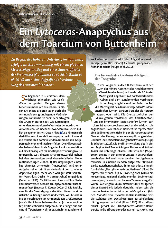 Auf diesem Bild sehen Sie das Produktbild 1 fr EIN LYTOCERAS-ANAPTYCHUS AUS DEM TOARCIUM VON BUTTENHEIM