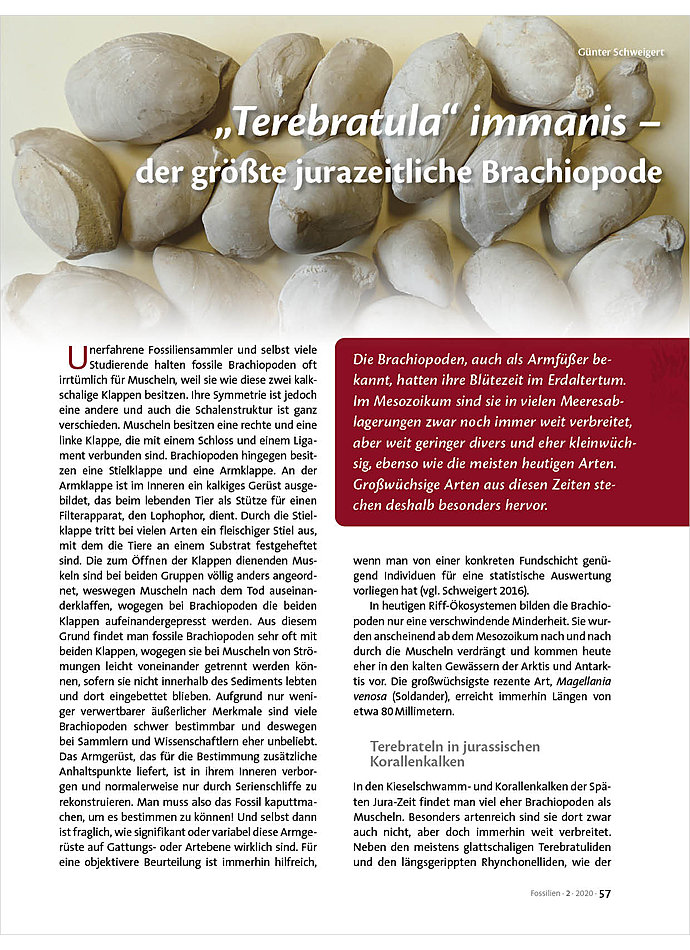 TEREBRATULA IMMANIS - DER GRSSTE JURAZEITLICHE BRACHHIOPODE