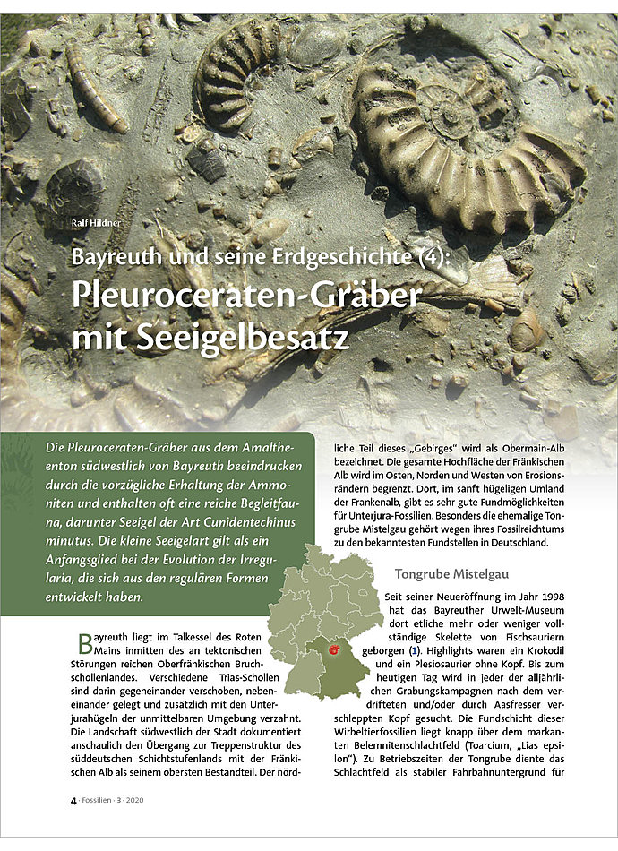 Auf diesem Bild sehen Sie das Produktbild 1 fr BAYREUTH UND SEINE ERDGESCHICH TE (4): PLEUROCERATEN-GRBER MIT SEEIGELBESATZ