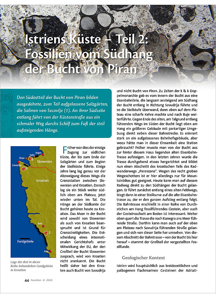 ISTRIENS KSTE - TEIL 2: FOSSILIEN VOM SDHANG DER BUCHT VON PIRAN