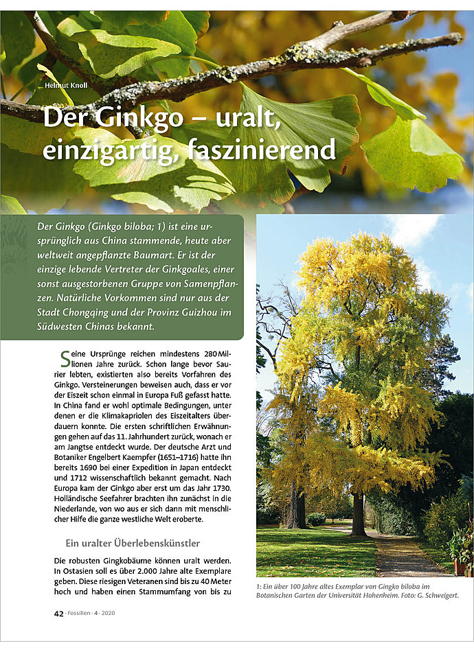 DER GINKGO - URALT, EINZIGARTIG, FASZINIEREND