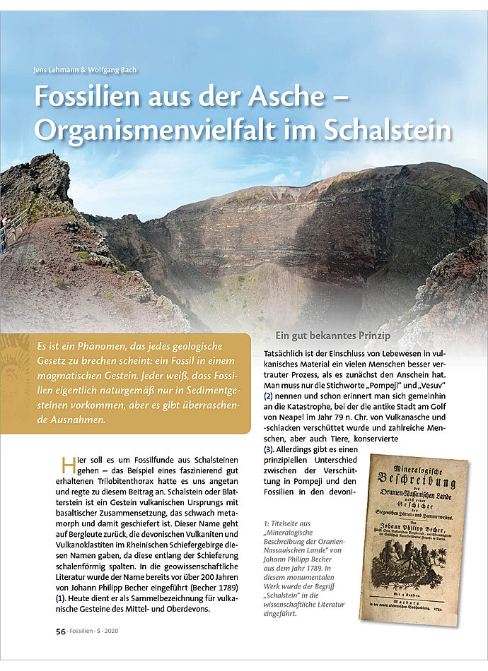 FOSSILIENVIELFALT AUS DER ASCHE - ORGANISMENVIELFALT IM SCHALSTEIN