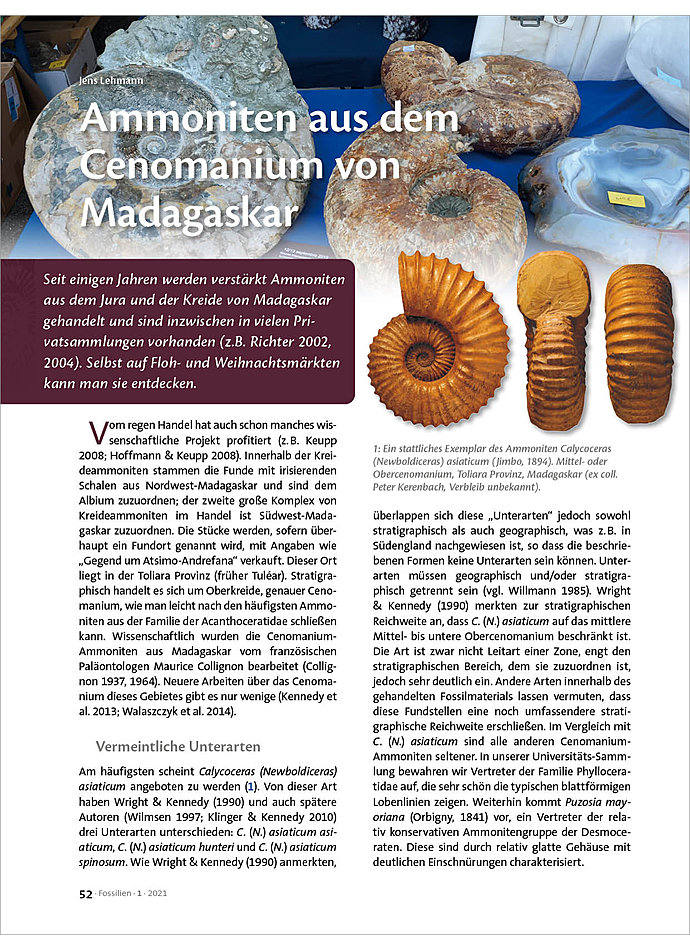 AMMONITEN AUS DEM CENOMANIUM VON MADAGASKAR