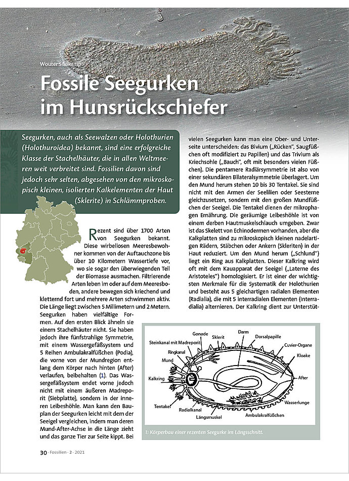 FOSSILE SEEGURKEN IM HUNSRCKSCHIEFER