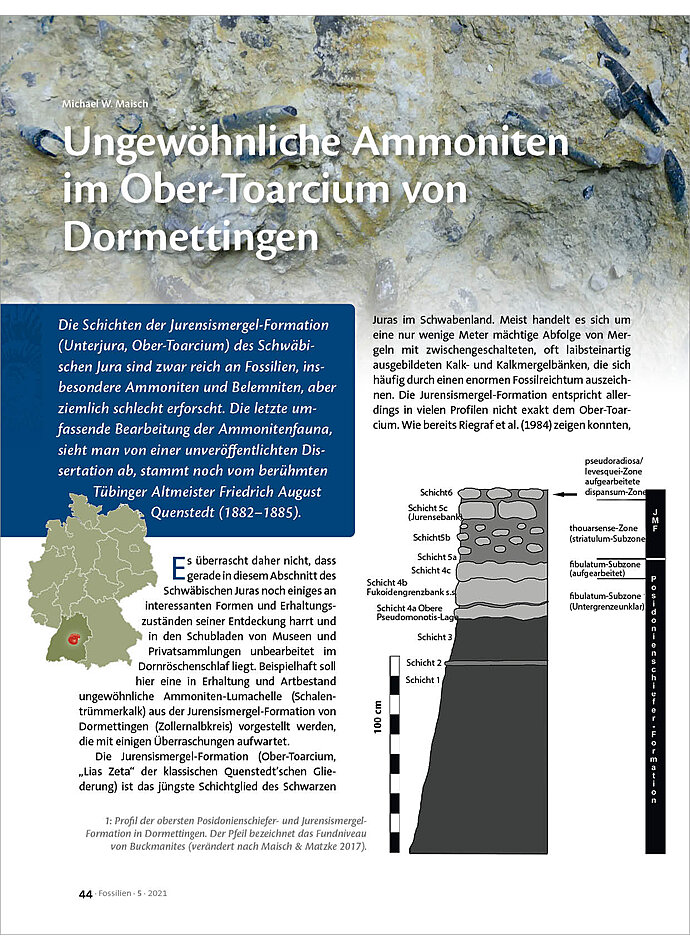 UNGEWHNLICHE AMMONITEN IM OBER-TOARCIUM VON DORMETTINGEN