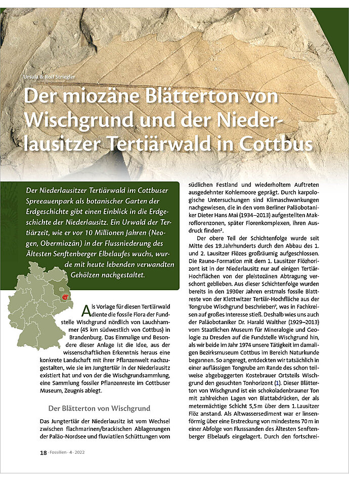 DER MIOZNE BLTTERTON VON WIS CHGRUND UND DER NIEDERLAUSITZE R TERTIRWALD IN COTTBUS