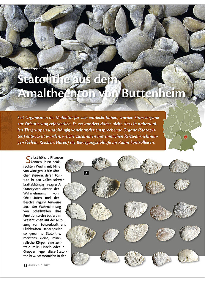 STATOLITHE AUS DEM AMALTHEENTON VON BUTTENHEIM