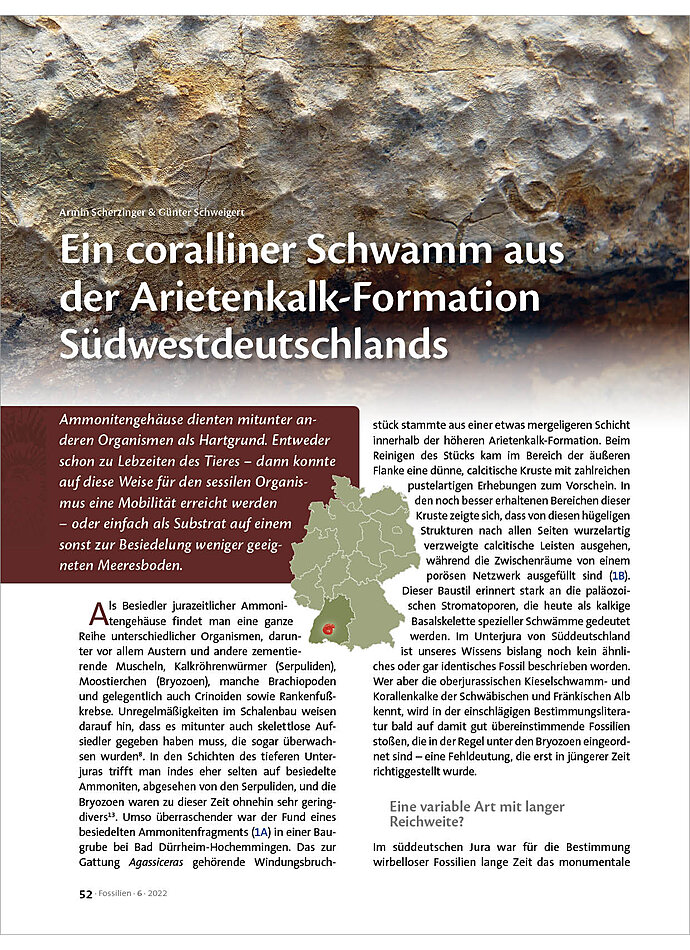 Auf diesem Bild sehen Sie das Produktbild 1 fr EIN CORALLINER SCHWAMM AUS DER ARIETENKALK-FORMATION SDWESTDEUTSCHLANDS