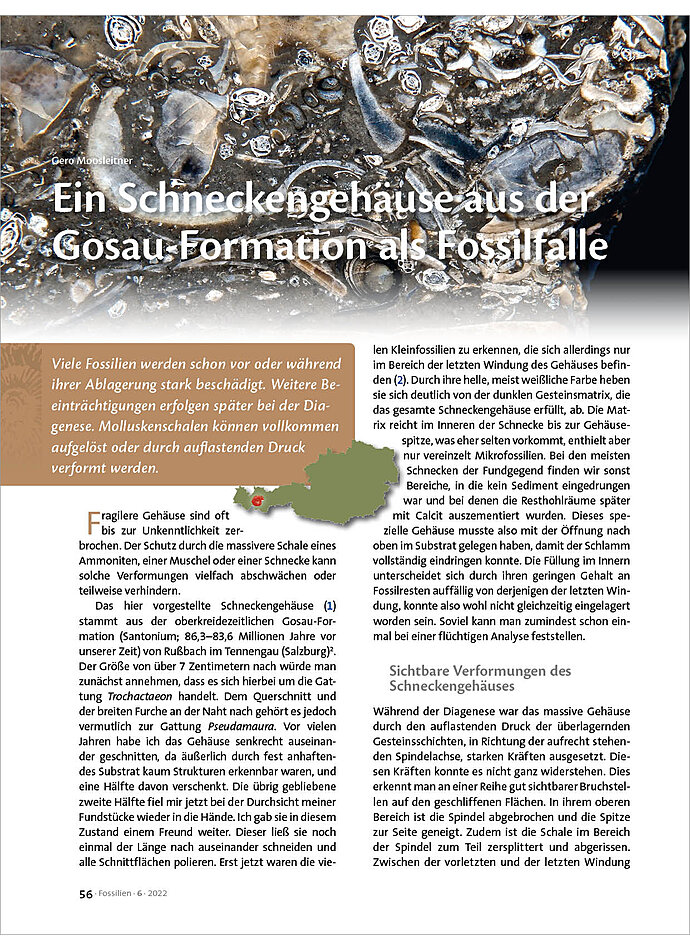 EIN SCHNECKENGEHUSE AUS DER GOSAU-FORMATION ALS FOSSILFALLE