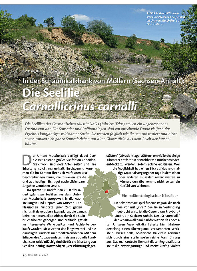 IN DER SCHAUMKALKBANK VON ML LERN (SACHSEN-ANHALT): DIE SEE LILIE CARNALLICRINUS CARNALLI