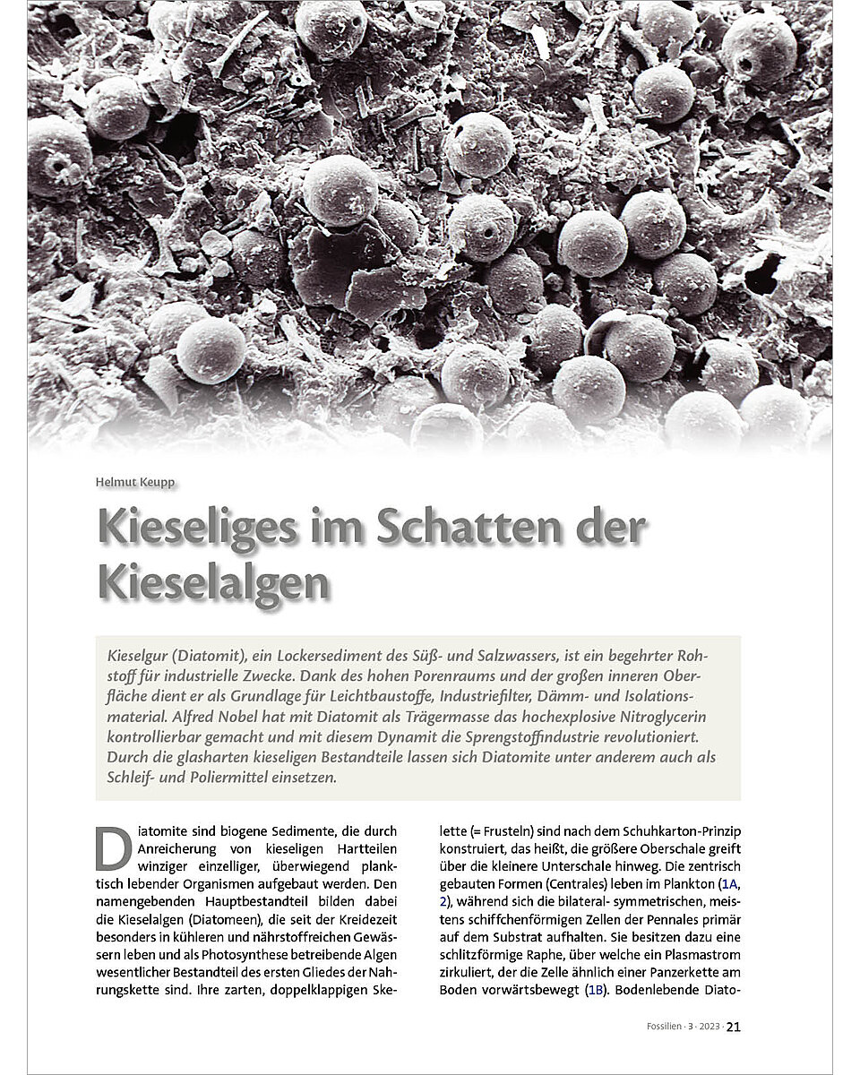 Auf diesem Bild sehen Sie das Produktbild 1 fr KIESELIGES IM SCHATTEN DER KIESELALGEN