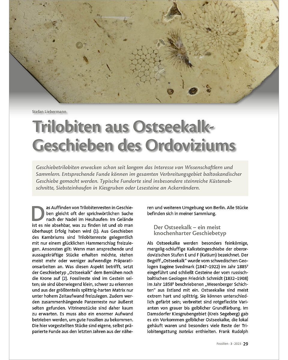 TRILOBITEN AUS OSTSEEKALK- GESCHIEBEN DES ORDOVIZIUMS