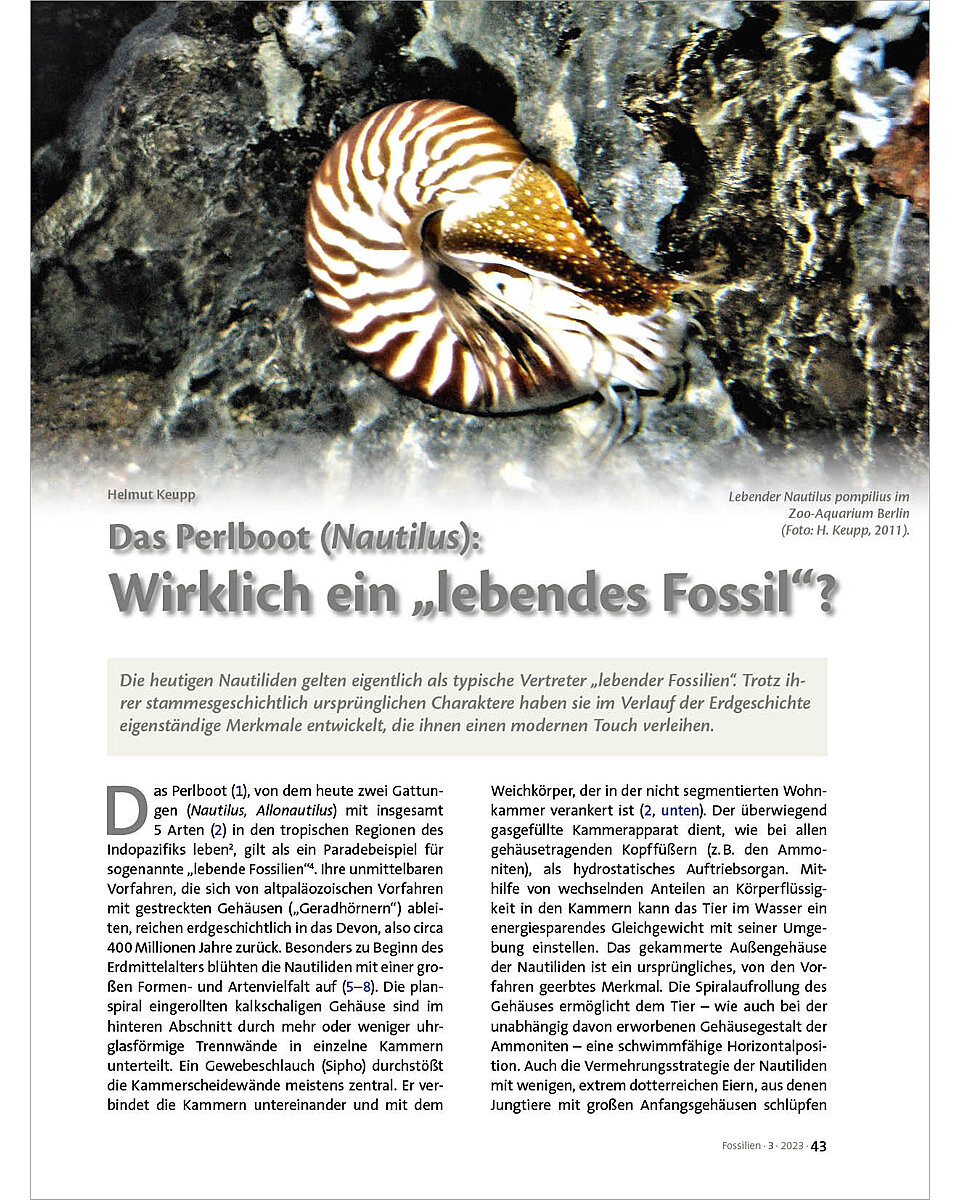 DAS PERLBOOT (NAUTILUS): WIRKLICH EIN LEBENDES FOSSIL ?