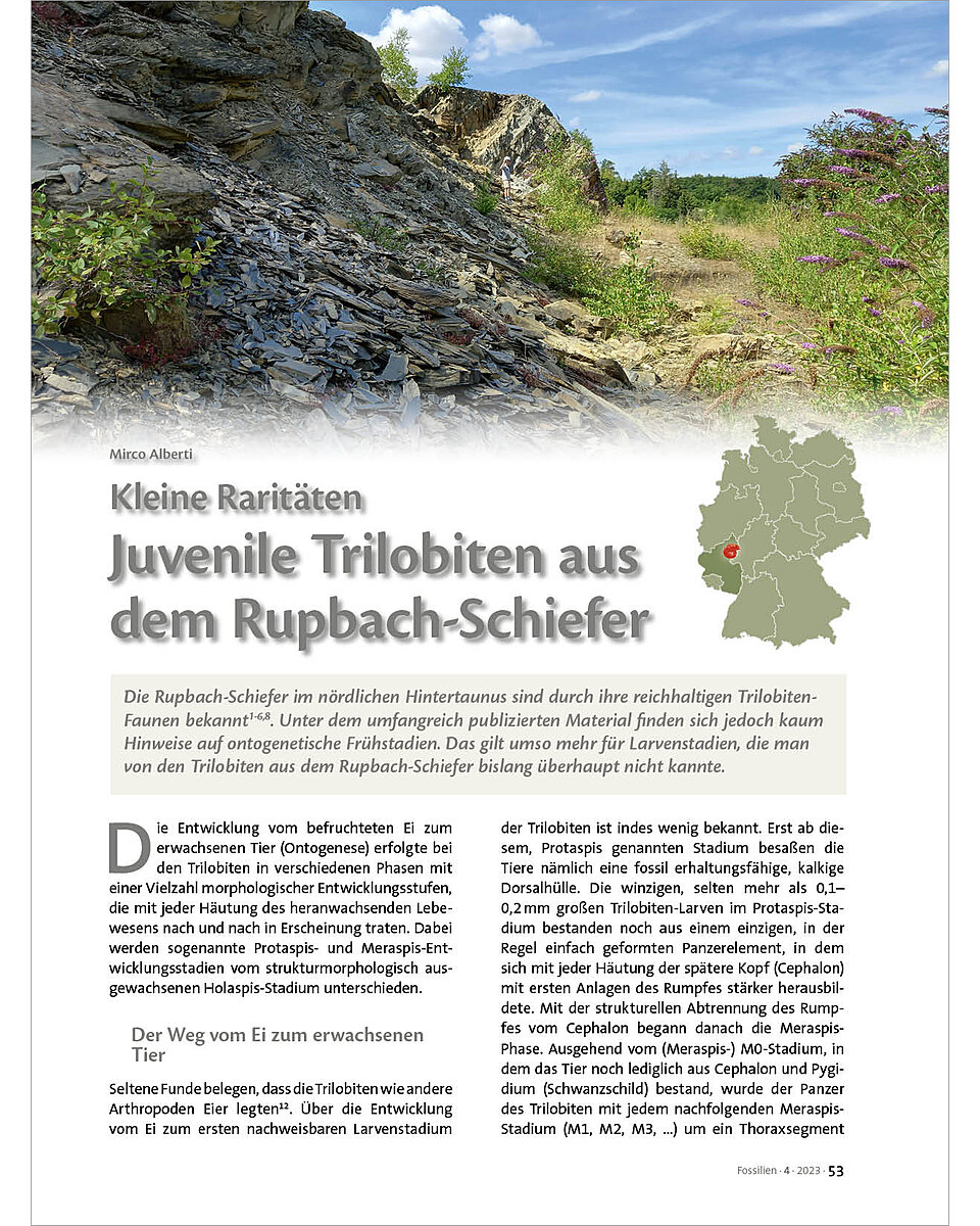 KLEINE RARITTEN: JUVENILE TRILOBITEN AUS DEM RUPBACH- SCHIEFER