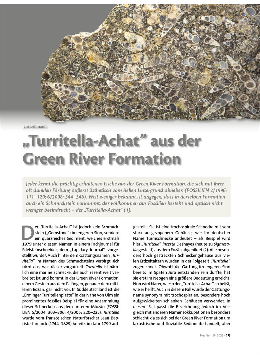 TURRITELLA-ACHAT AUS DER GREEN RIVER FORMATION