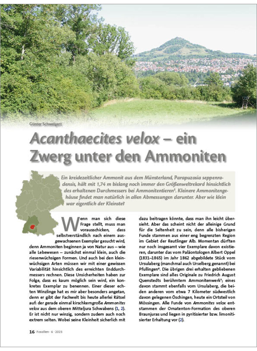 ACANTHAECITES VELOX - EIN ZWERG UNTER DEN AMMONITEN