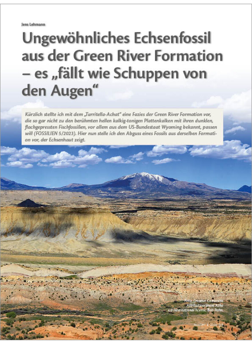 UNGEWHNLICHES ECHSENFOSSIL AUS DER GREEN RIVER FORMATION