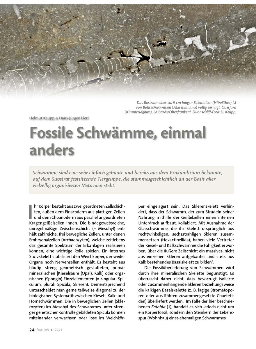 Auf diesem Bild sehen Sie das Produktbild 1 fr FOSSILE SCHWMME, EINMAL ANDERS
