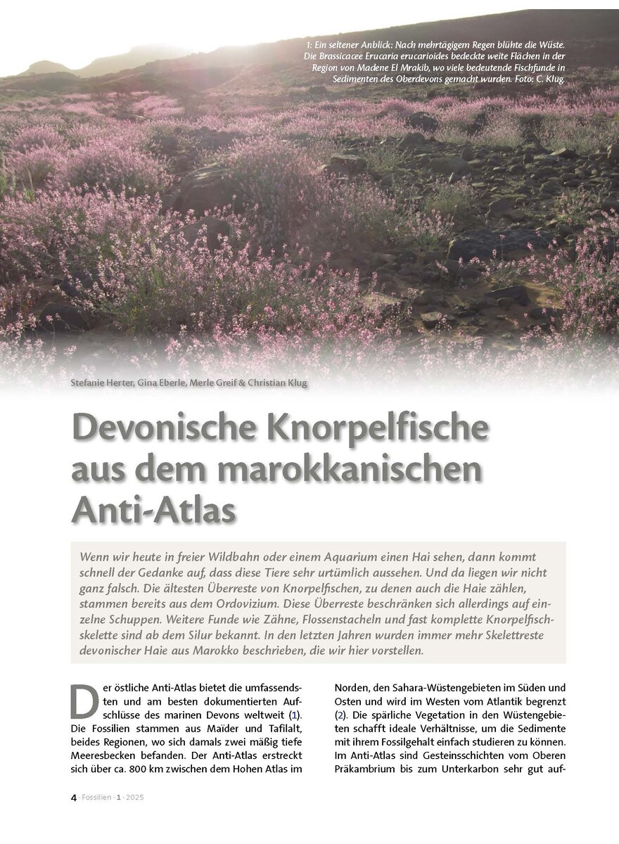 Auf diesem Bild sehen Sie das Produktbild 1 fr DEVONISCHE KNORPELFISCHE AUS DEM MAROKKANISCHEN ANTI-ATLAS