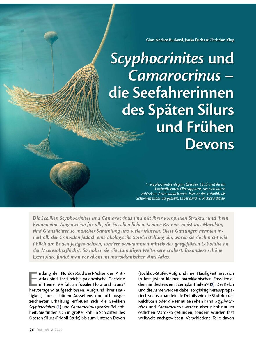 SCYPHOCRINITES UND CAMARO- CRINUS-DIE SEEFAHRERINNEN DES SPTEN SILURS UND FRHEN DEVON