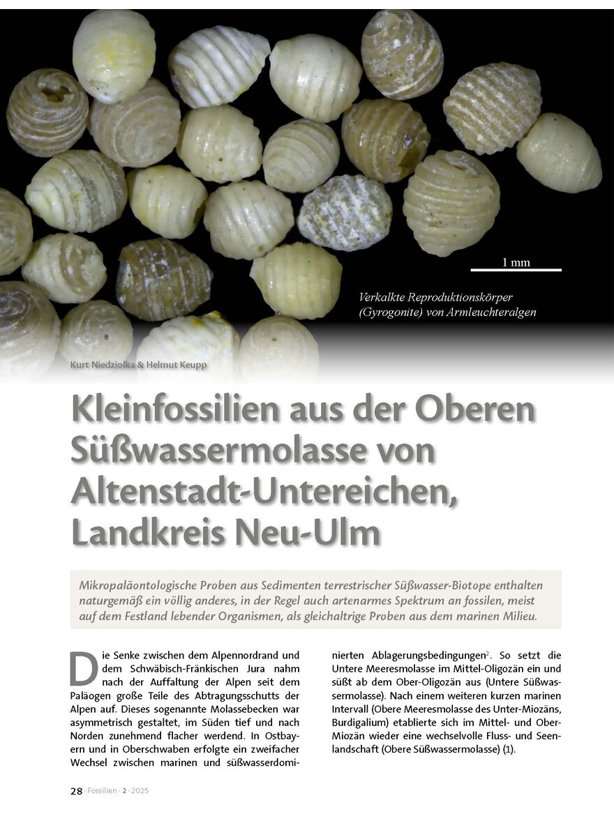 KLEINFOSSILIEN AUS DER OBEREN SSSWASSERMOLASSE VON ALTEN- STADT-UNTEREICHEN LK. NEU-ULM