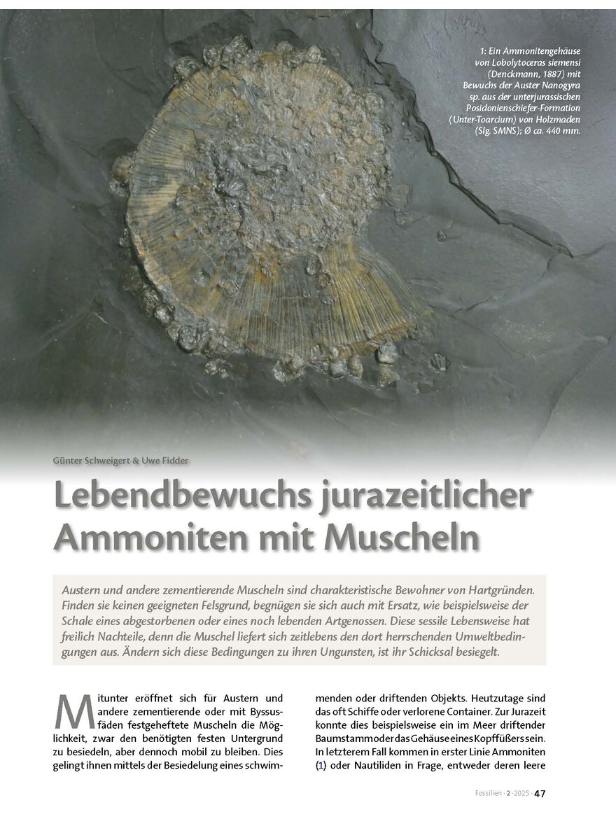 Dieses Bild zeigt das Bild 1 zu Artikelnummer FO250206