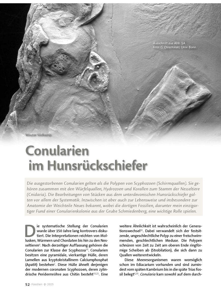 CONULARIEN IM HUNSRCK- SCHIEFER
