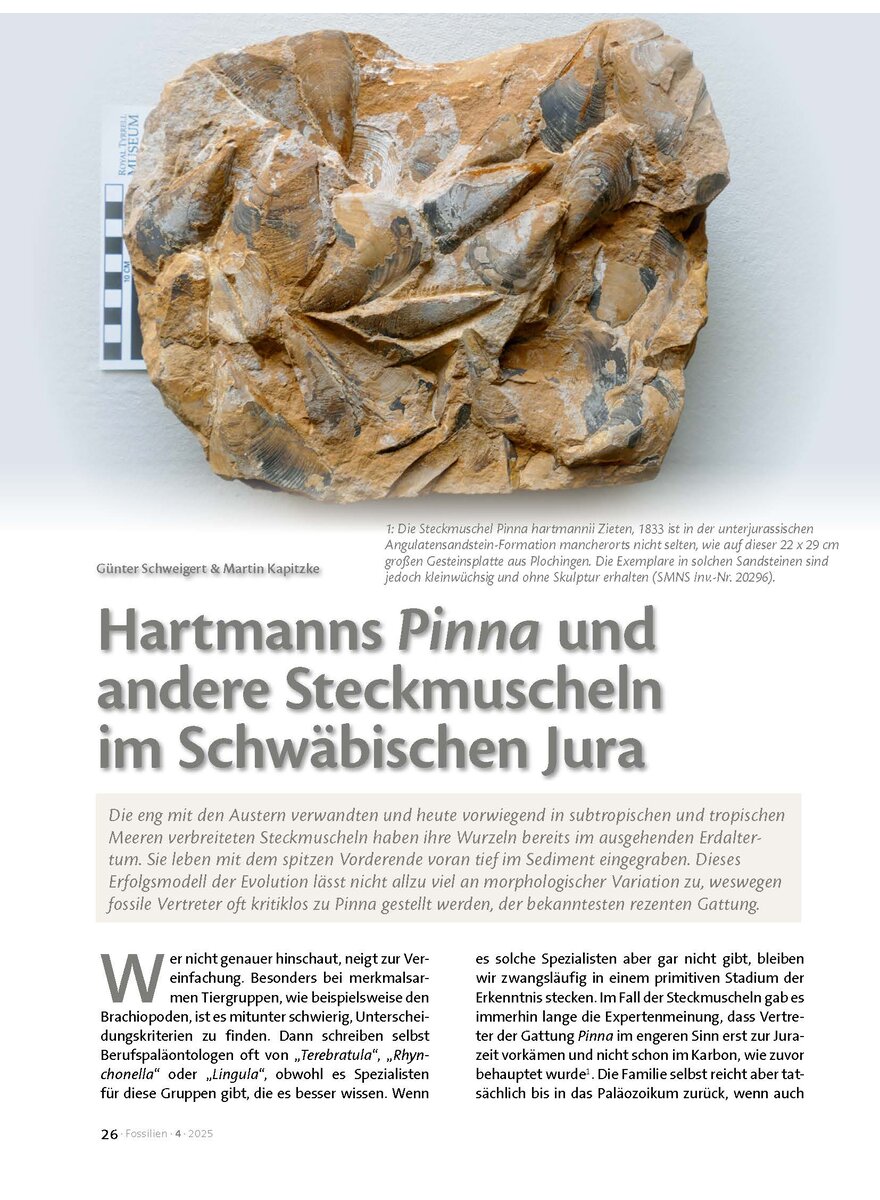 Auf diesem Bild sehen Sie das Produktbild 1 fr HARTMANNS PINNA UND ANDERE STECKMUSCHELN IM SCHWBISCHEN JURA