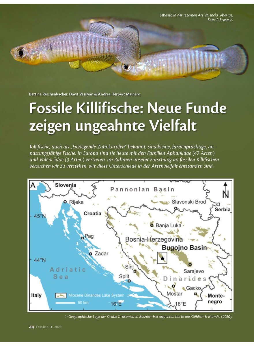 Auf diesem Bild sehen Sie das Produktbild 1 fr FOSSILIE KILLIFISCHE: NEUE FUNDE ZEIGEN UNGEAHNTE VIELFALT