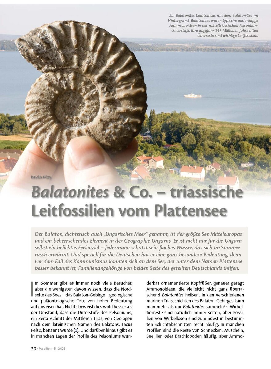Auf diesem Bild sehen Sie das Produktbild 1 fr BALATONITES & CO. - TRIAS- SISCHE LEITFOSSILIEN VOM PLATTENSEE