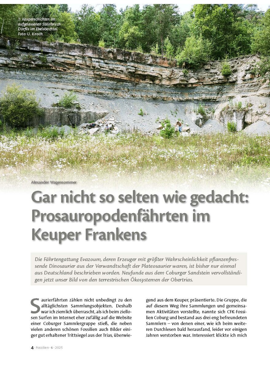 Auf diesem Bild sehen Sie das Produktbild 1 fr GAR NICHT SO SELTEN WIE GE- DACHT: PROSAUROPODENFHRTEN IM KEUPER FRANKENS