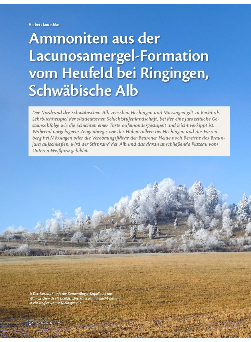 Auf diesem Bild sehen Sie das Produktbild 1 fr AMMONITEN AUS DER LACUNO- SAMERGEL-FORMATION VOM HEU- FELD BEI RINGINGEN, SCHWB: AL