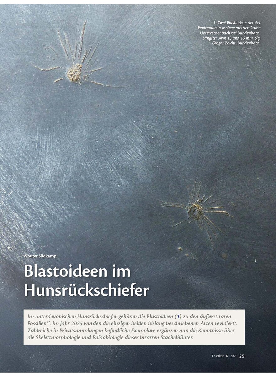 Auf diesem Bild sehen Sie das Produktbild 1 fr BLASTOIDEEN IM HUNSRCK- SCHIEFER