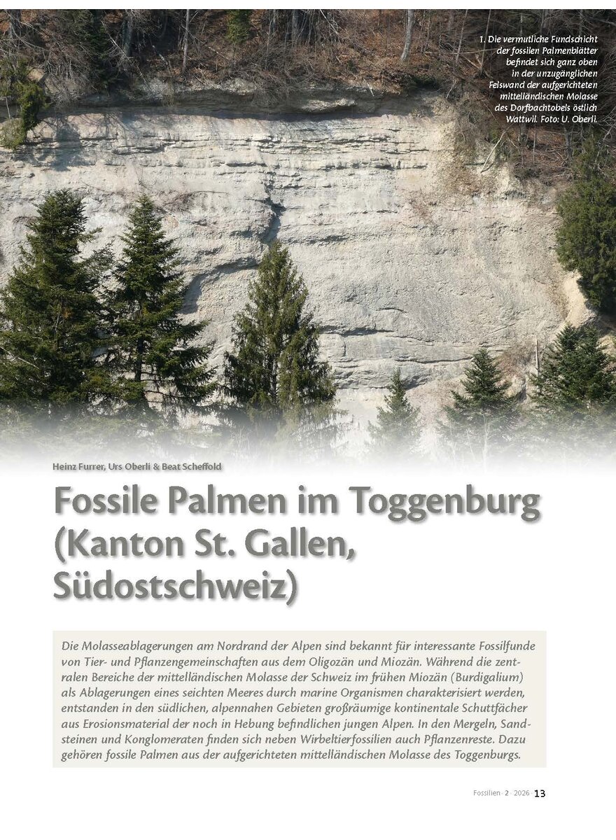 Auf diesem Bild sehen Sie das Produktbild 1 f�r FOSSILE PALMEN IM TOGGENBURG (KANTON ST. GALLEN, S�D- OSTSCHWEIZ)